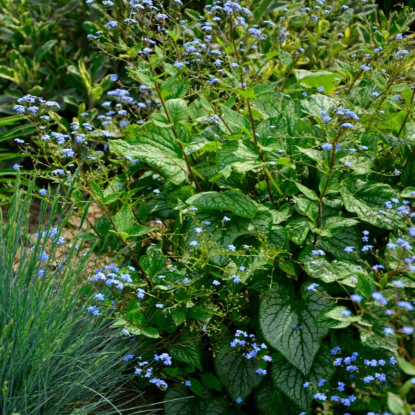 Kaukasus-Vergissmeinnicht Brunnera macrophylla mit herzförmigen silber gemusterten Blättern und kleinen blauen Blüten im Garten.