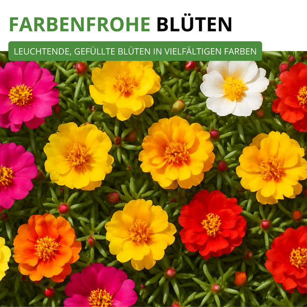 Portulakröschen mit leuchtenden, gefüllten Blüten in vielfältigen Farben und grünem, nadelartigem Laub.