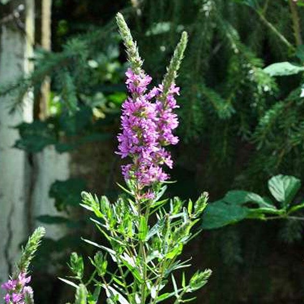 Blühende Lythrum Salicaria Pflanze im Garten