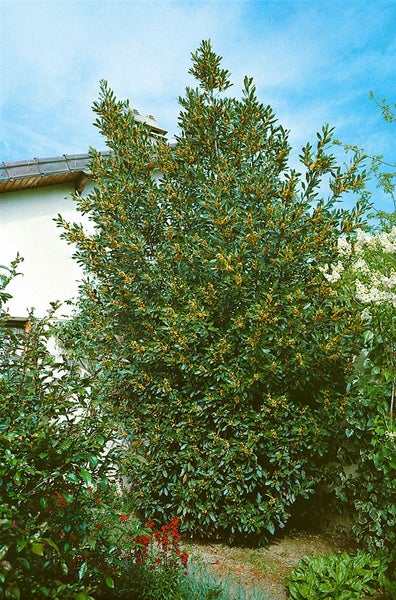 Lorbeerbaum im Garten mit grünen Blättern und gelben Blüten