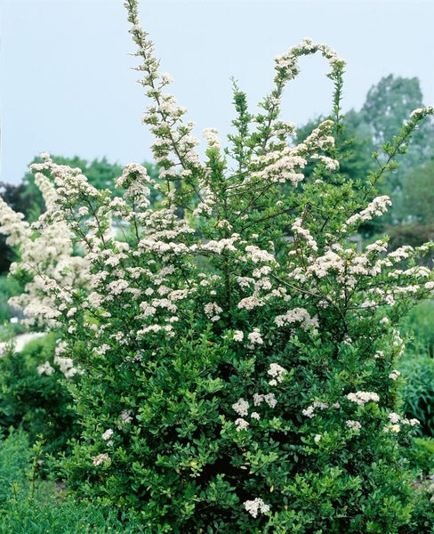 Pyracantha 'Red Column', Feuerdorn, leuchtend rot, 125–150 cm