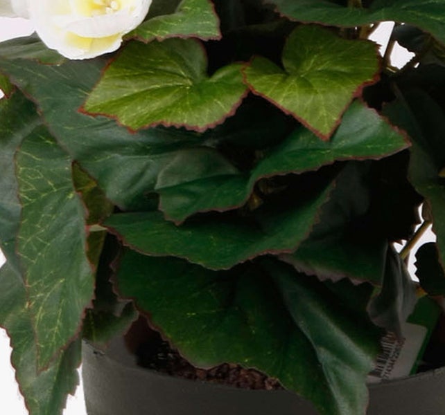 Nahaufnahme der verzweigten grünen Wedel eines Geweihfarns.