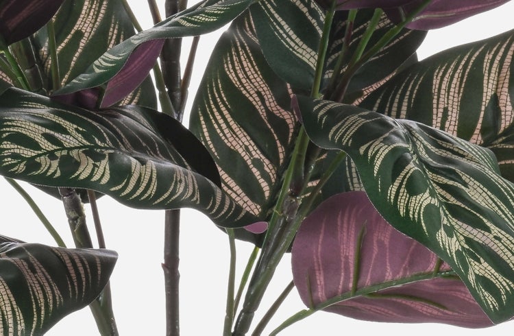 Nahaufnahme der langen, schmalen und spitzen Blätter einer rötlichen Pflanze.