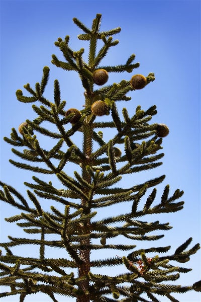 Araucaria araucana, Andentanne, 20–30 cm