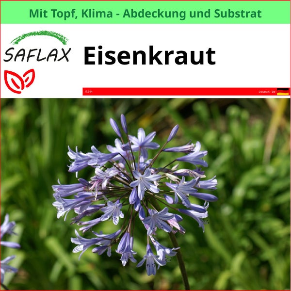 SAFLAX Garden to go - Eisenkraut - Verbena officinalis - 250 Samen - Mit Topf, Klima - Deckel und Anzuchtsubstrat