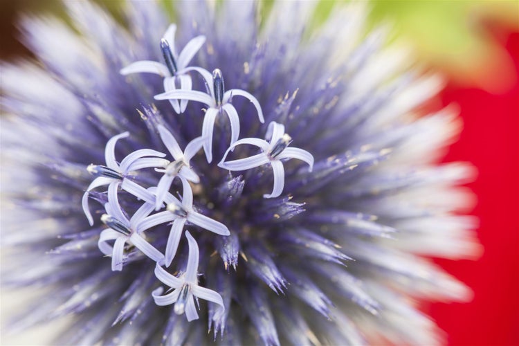Nahaufnahme einer Kugeldistelblüte