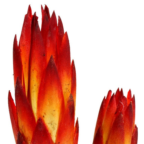 Zwei Bromelienblütenstände