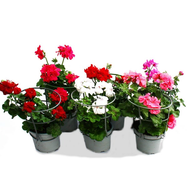 Geranien hängend - Pelargonium peltatum - 12cm Topf - Set mit 6 Pflanzen - Farb-Mix