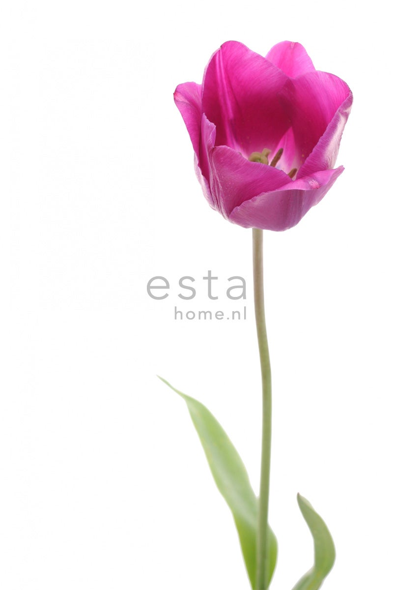 ESTAhome Fototapete Tulpe Rosa und Grün - 93 x 211,5 cm - 156502