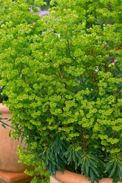 Wolfsmilchgewächs in einem Pflanzgefäß