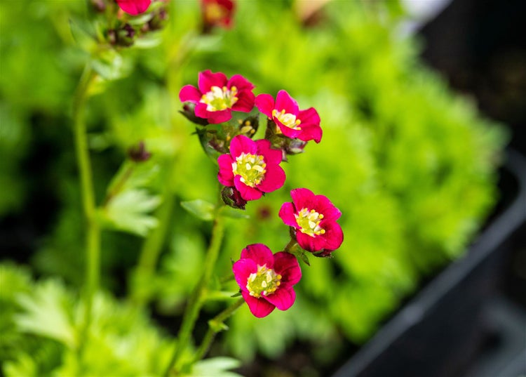 Saxifraga x arendsii 'Harder Zwerg', Moos-Steinbrech, ca. 9x9 cm Topf