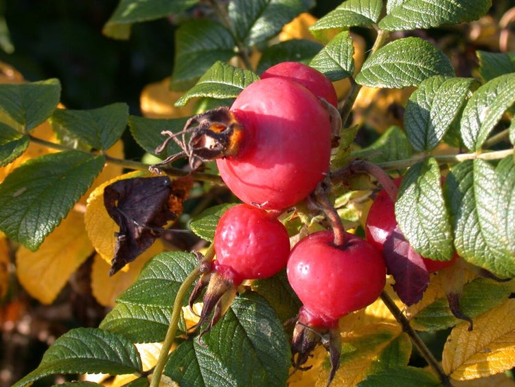 Nahaufnahme von reifen Hagebutten an einem Strauch mit grünen und gelben Blättern im Herbst.