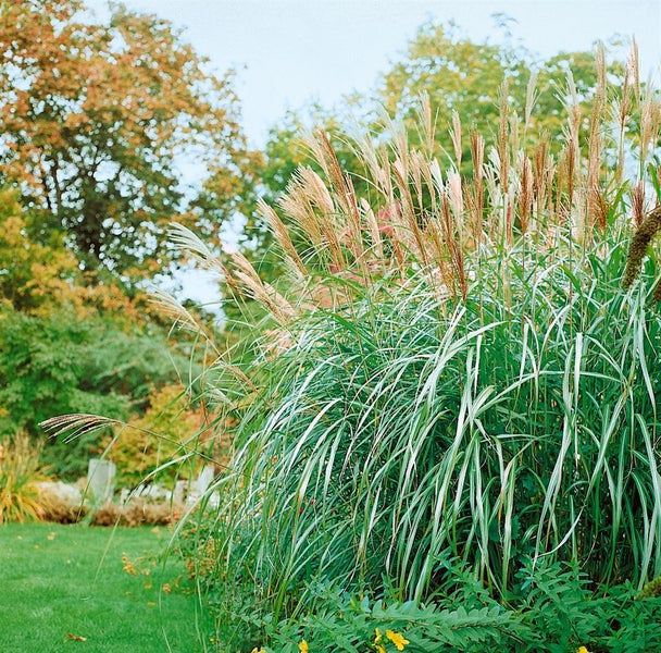 Miscanthus sinensis 'Silberfeder', Chinaschilf, 3-5 Liter Container