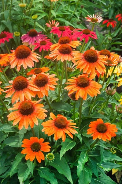 Nahaufnahme von blühenden Sonnenhüten in einem Garten.