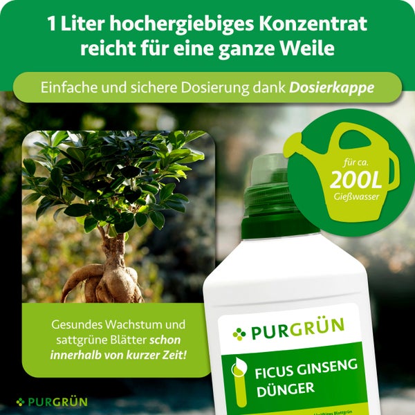 Eine 1 Liter Flasche Purgrün Flüssigdünger für Ficus Ginseng neben einem Gärtner mit Strohhut und Schürze.