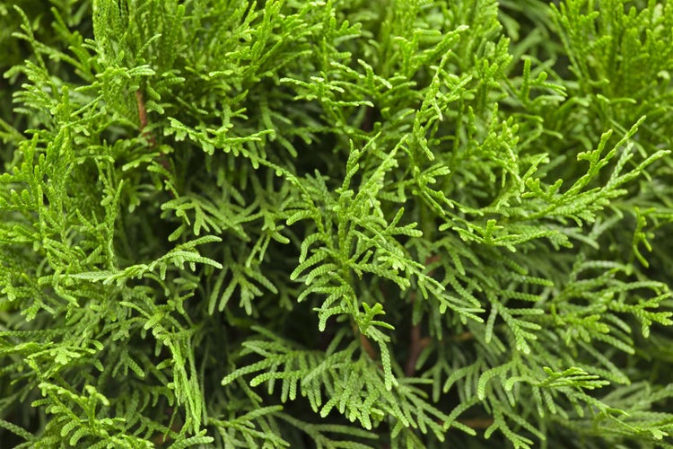 Thuja occidentalis 'Smaragd', Lebensbaum, immergrün, 100–120 cm