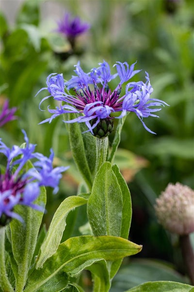 Centaurea montana, Berg-Flockenblume, blau, ca. 9x9 cm Topf