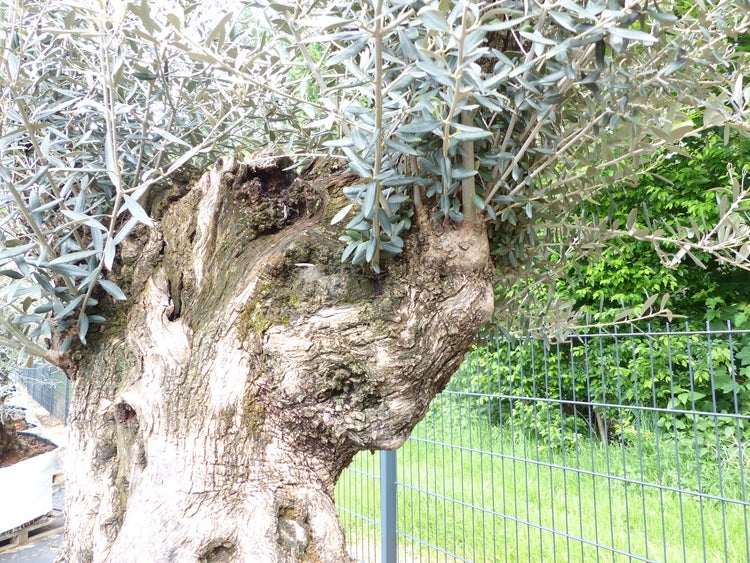 genau dieser Baum L5 Olivenbaum 250 cm, knorrige alte urige Olive winterhart