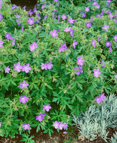 Geranium pratense 'Johnson's Blue', Storchschnabel, blau, ca. 9x9 cm Topf