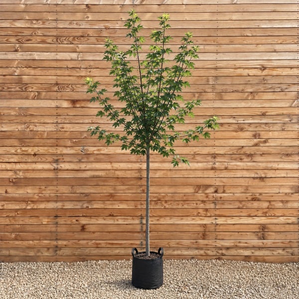 Ein junger Ahornbaum mit grünen Blättern in einem schwarzen Pflanzkübel vor einer Holzwand.