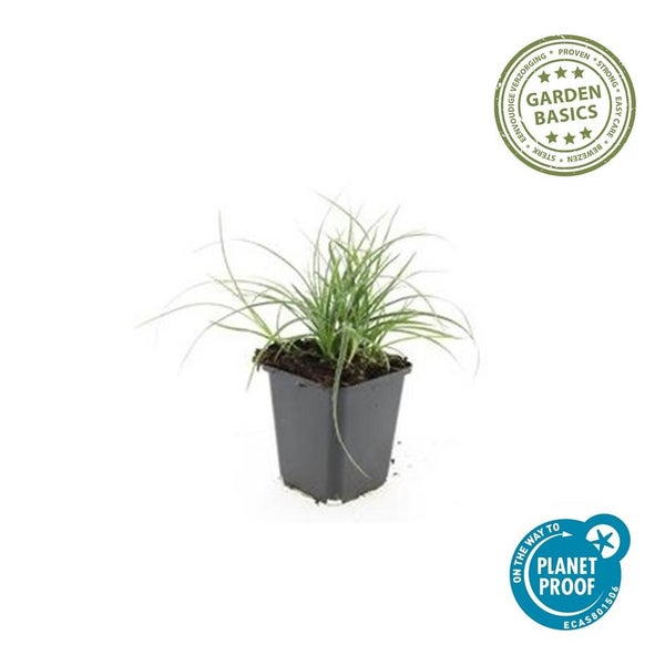 Ziergras im schwarzen Topf mit Garden Basics Siegel für einfache Pflege und Planet Proof Nachhaltigkeitszertifikat.