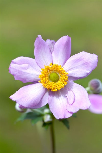 Anemone tomentosa 'Serenade', Herbst-Anemone, rosa, ca. 9x9 cm Topf