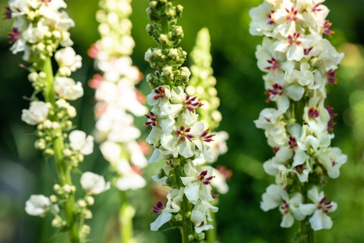 Verbascum nigrum 'Album', Königskerze, weiß, ca. 9x9 cm Topf