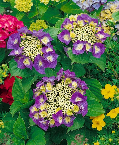 Hydrangea macrophylla 'Frisbee Hot Pink', Hortensie, pink, 30–40 cm