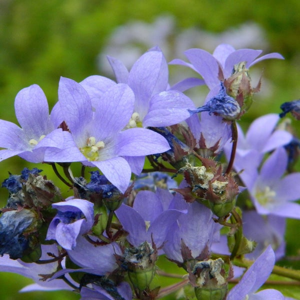 Nahaufnahme von Campanula-Blüten