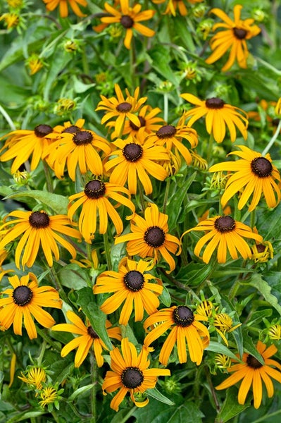 Rudbeckia fulgida sullivantii 'Goldsturm', gelb, ca. 9x9 cm Topf