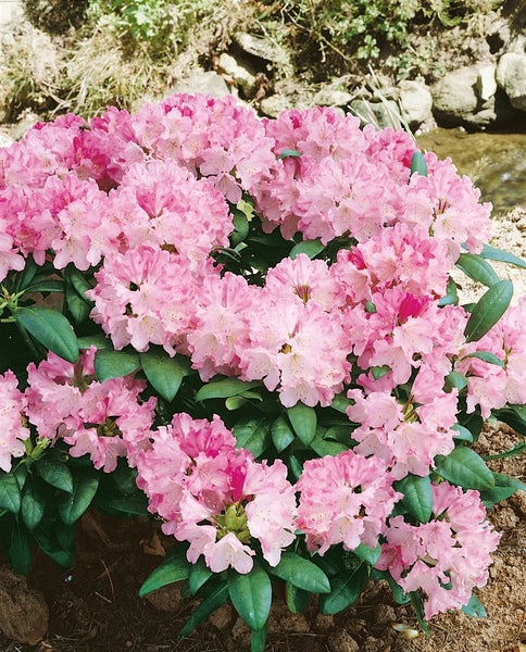 Rhododendronbusch mit Blüten