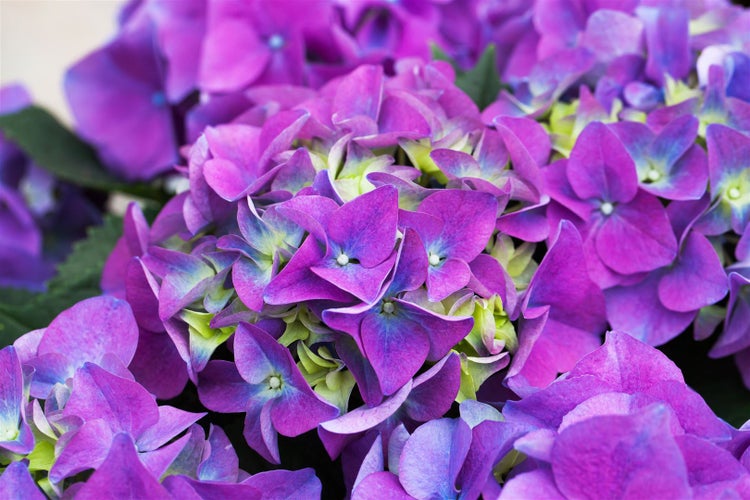 Nahaufnahme einer lila Hortensienblüte