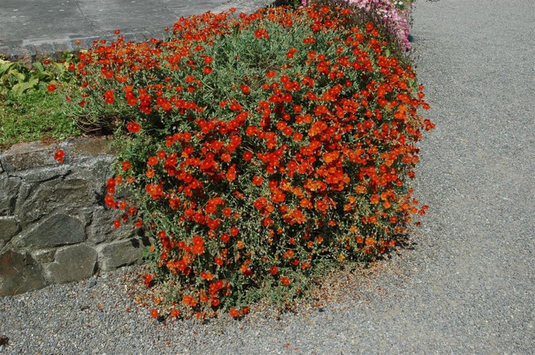 Helianthemum x cult. 'Fire Dragon', Sonnenröschen, leuchtend rot, ca. 9x9 cm Topf