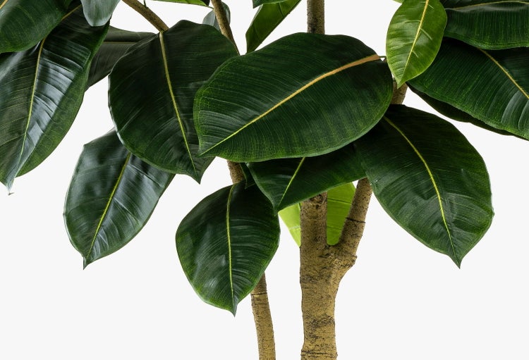 Künstlicher Gummibaum mit großen, ovalen grünen Blättern und strukturierten Stämmen.