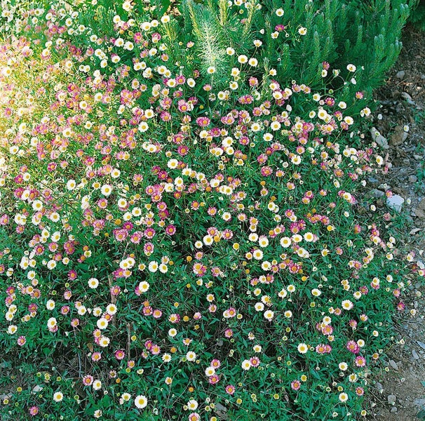 Blühende Teppich-Gänseblümchen im Gartenbeet