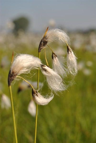 Eriophorum vaginatum, Wollgras, ca. 9x9 cm Topf