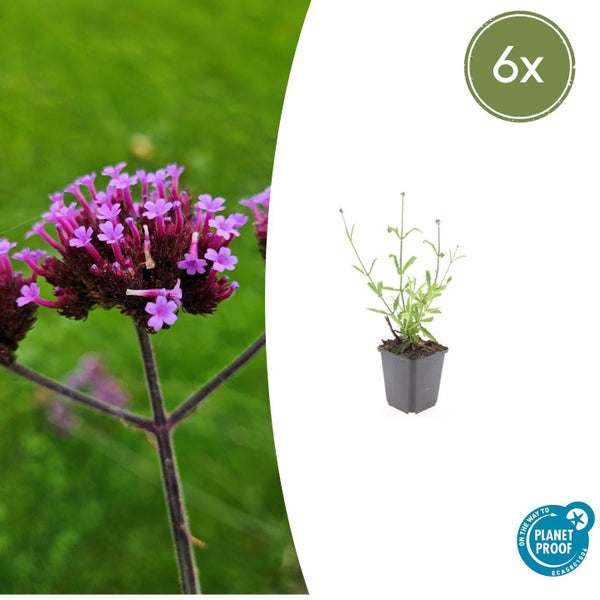 Patagonisches Eisenkraut Verbena bonariensis mit violetten Blüten im Sechser Set in Töpfen aus nachhaltiger Produktion.
