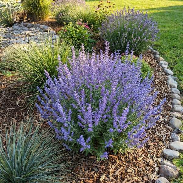 Blühende Blauraute in einem Gartenbeet mit Ziergräsern, Rindenmulch und einer Beeteinfassung aus Natursteinen.