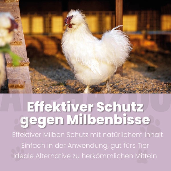 Seidenhuhn im Hühnerstall mit Text zum Milbenschutz