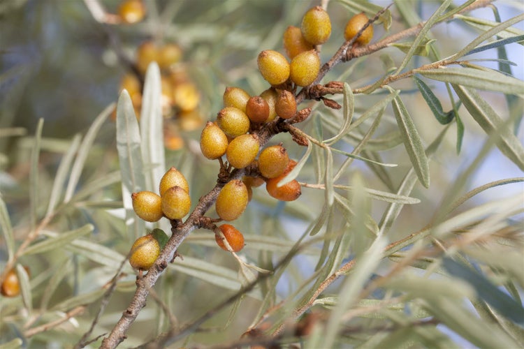 Hippophae rhamnoides, Sanddorn, 60–100 cm