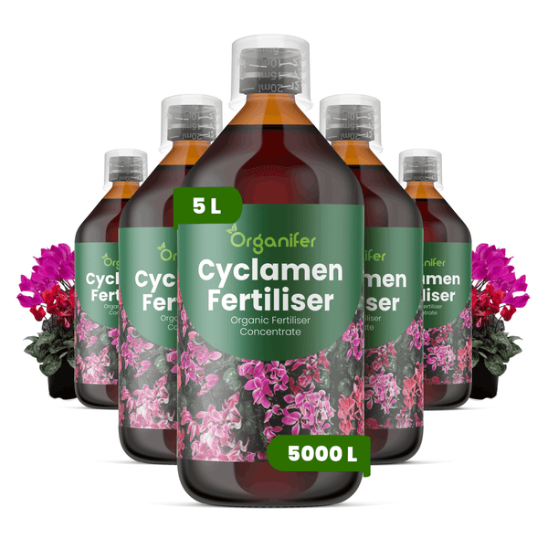 Organifer Alpenveilchen-Dünger, 5 Liter Bio-Dünger-Konzentrat für 5000 Liter, fünf Flaschen mit Messkappe und Pflanzen.