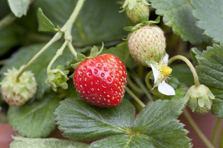 Fragaria x ananassa 'Mieze Schindler', Erdbeere, ca. 9x9 cm Topf