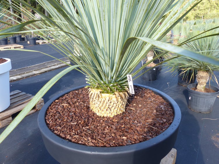 Yucca rostrata im runden Pflanzkübel mit Rindenmulch, markantem Stamm und schmalen, strahlenförmigen Blättern.