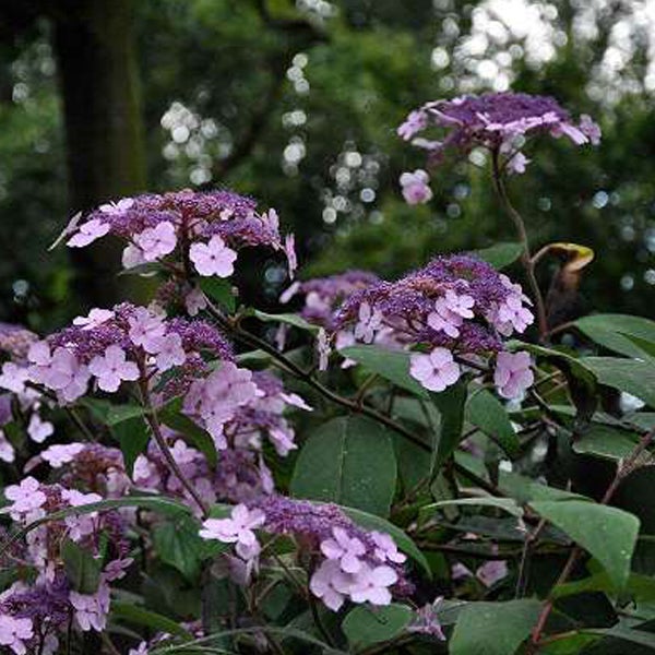 Tellerhortensie mit lila und rosa Blüten