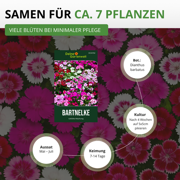 Bild von Bartnelke-Samen für etwa sieben Pflanzen