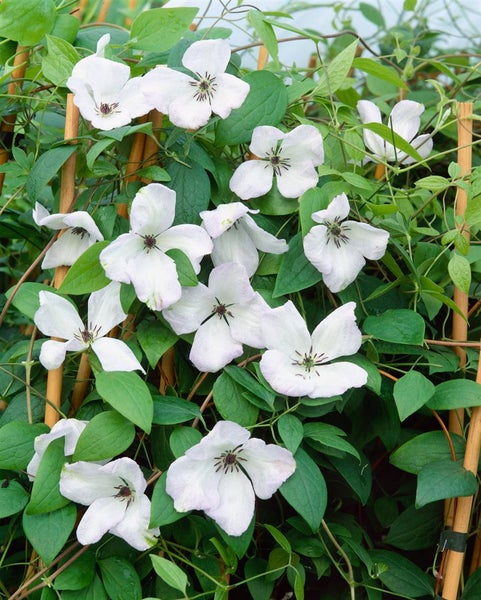 Clematis viticella 'Alba Luxurians', weiß-grün, 60–100 cm