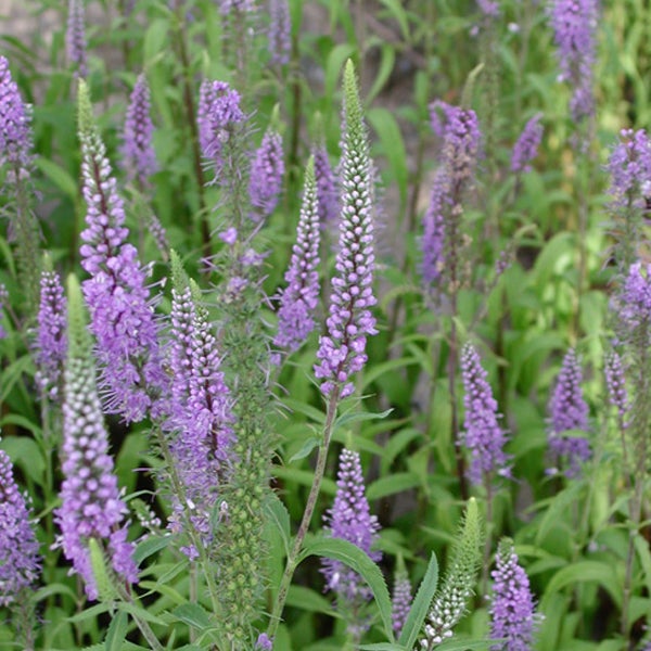 Blühende Veronica Pflanzen im Garten.