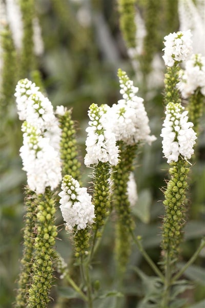 Veronica longifolia, Ehrenpreis, weiß, ca. 9x9 cm Topf