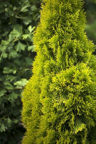 Thuja occidentalis 'Golden Smaragd', Lebensbaum, goldgrün, 60–80 cm