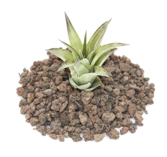 Tillandsia brachycaulos mutliflora - lose Pflanze klein